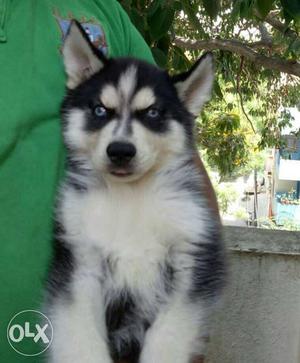 Top quality blue eyes Siberian Husky puppies