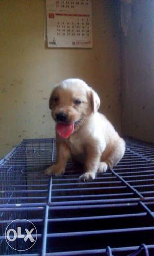 Top quality golden retriever male puppy available