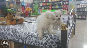 Top quality pomeranian female puppies available