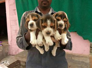 Tri-colored Beagle Puppies