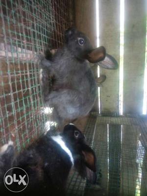 Two Black And Gray Rabbits