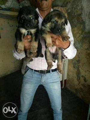 Two Black German Shepherd Puppies