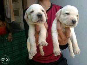 Two Golden Labrador Puppies