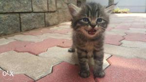 Two Grey Persian punched face Kittens..1 month old.