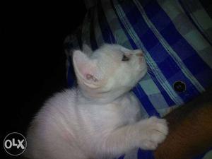 Two Orange And White Short Fur Kitten