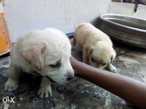 Two Short Coat White And Yellow Puppies
