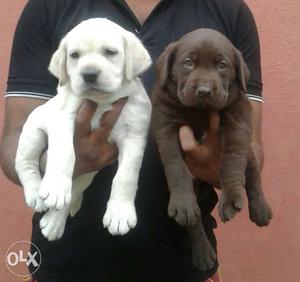 Two White And Chocolate Labrador Retriever Puppies