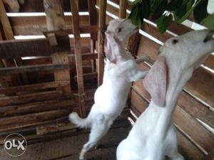 Two White Anglo-Nubian Goats