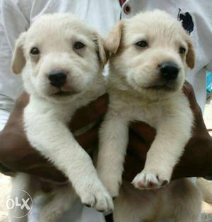 Two Yellow Labrador Retriever pet quality male Puppies