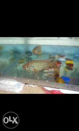 Two breeding pair of jewel cichlids for sale with his fry