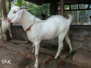 Two male goats 7 months old at attingal