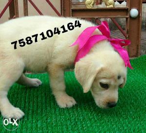 Vaccinated show quality lab puppies available.