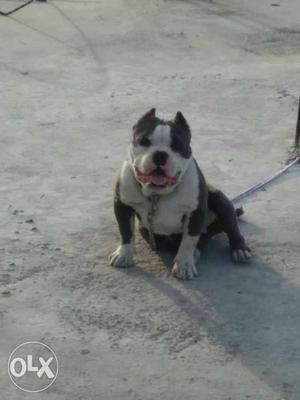 White And Gray American Bully Puppy