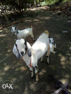 White Anglo Nubian Goats