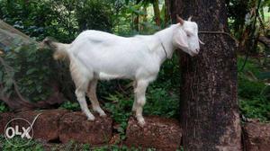 White Goat male 1 years old