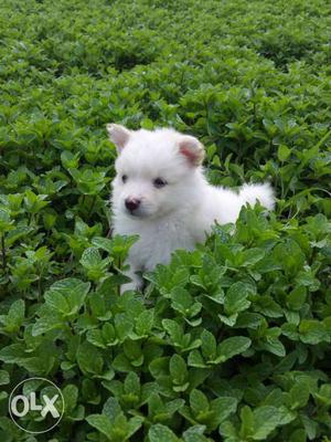 White Short Coated pomerian Puppy avable pure breed