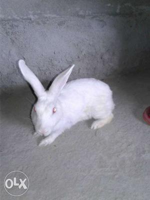 White female rabbit