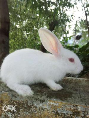 White giant rabbit's 1.5 month age
