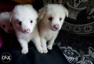 White short coated pomeranian puppies. 1 month old