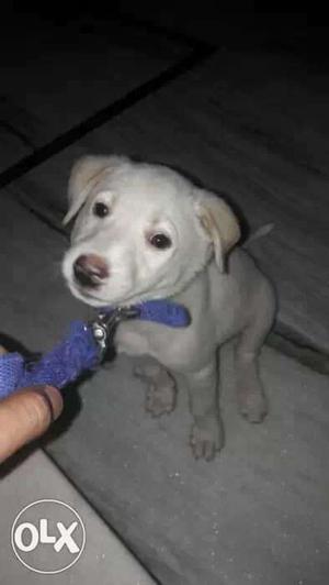 Yellow Labrador Retriever Puppy