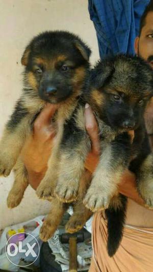2 heavy male germanship bush coat puppys without