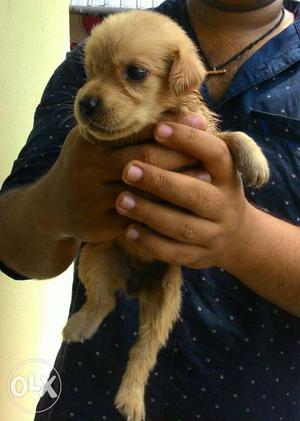 28 days old labrador retriver puppies pure
