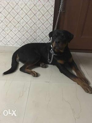 9 month old rottwieler fully vaccination