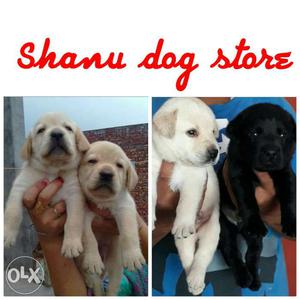 953o Shanu dog store available show quality golden and
