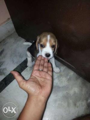 A super active Beagle breed 42 days old.