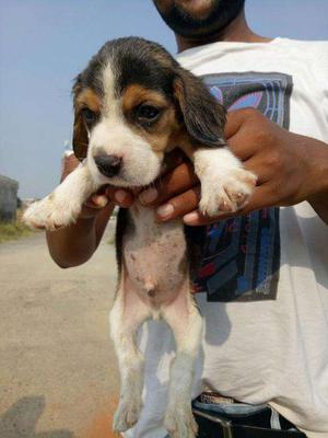 A1 Beagle puppies male female available top