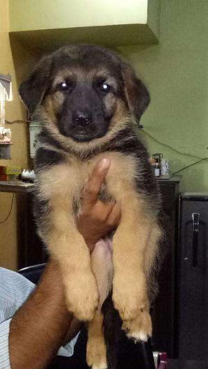 A1 German Shepherd male female puppies