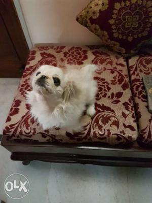 Adorable white pekinese female pup, 3 months old