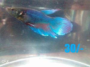 Betta fish..male...round tail..each Rs.30/-only