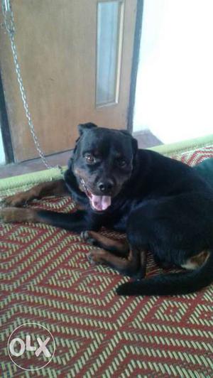 Black And Mahogany Rottweiler only 12 manths