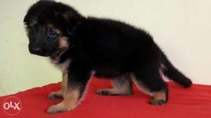 Black And Tan German Shepherd Puppies suprime kennel
