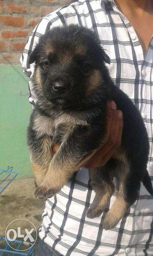 Black And Tan German Shepherd Puppy
