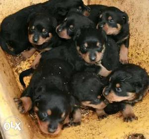 Black-and-mahogany Litters Of Rottweiler Puppies