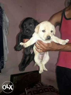 Black and white labradore puppies available