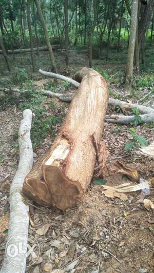 Brown Tree Log