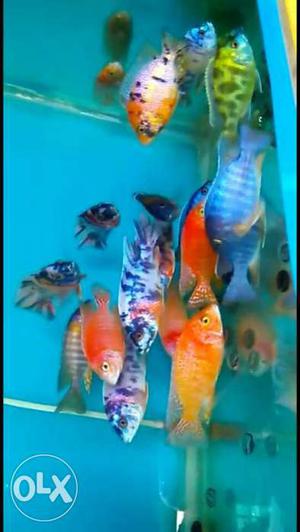 Cichlids fish size5 inch good color