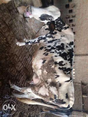 Cow for sale and 8 month 20 days pregnant per day