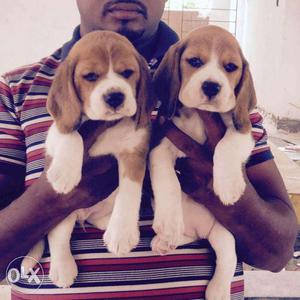 Delhi saket beagle puppies hi Beagle Pups For Sell In Delhi