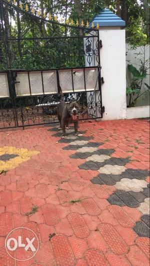 Direct import good quality american pitbull for