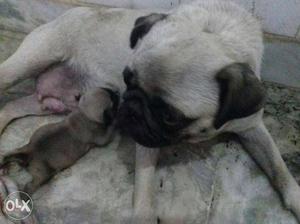 Fawn Pug With Puppy