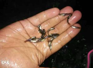 Fishes at ₹1.5 piece (guppies)