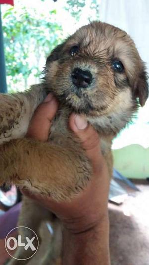 German shepherd cross female puppies