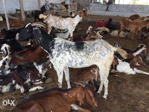 Goats and Sheeps for Sale