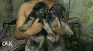 Good quality gsd male female both puppy available