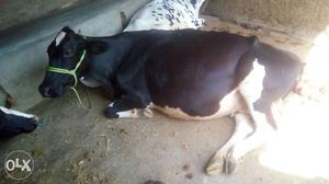 HF joda cow pragnet 6and8 month