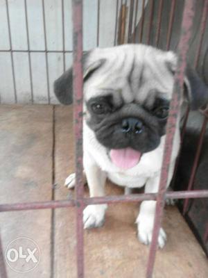 Healthy pug male puppy 8 months old